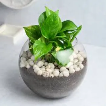 Natural Money Plant